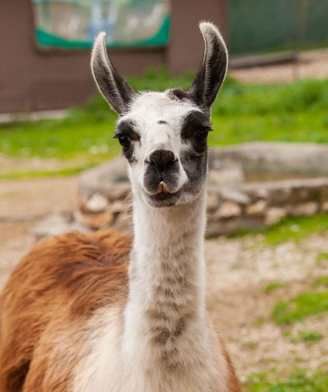 Llama - Farma of Rhodes