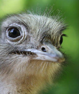 Rhea - Farma of Rhodes