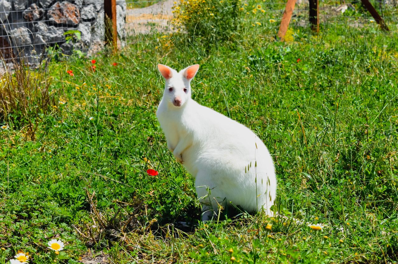 Farma of Rhodes