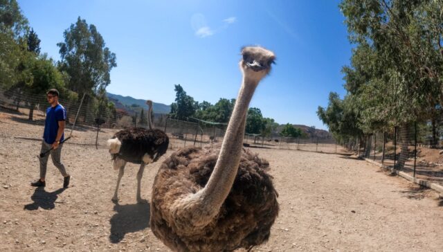 Ostriches: The world’s largest birds