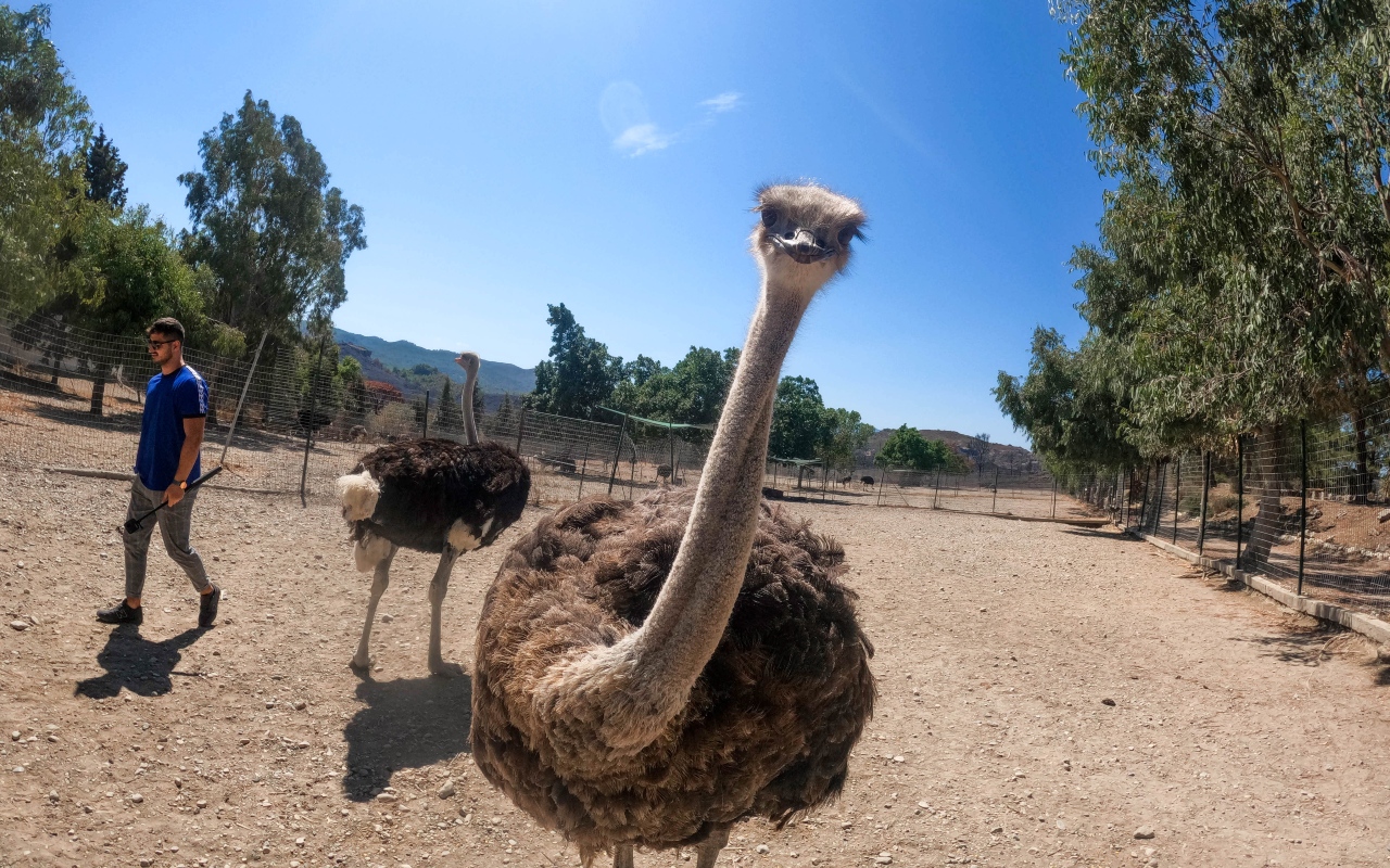 Ostriches: The world’s largest birds