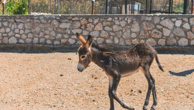 a-donkey-named-Duncan