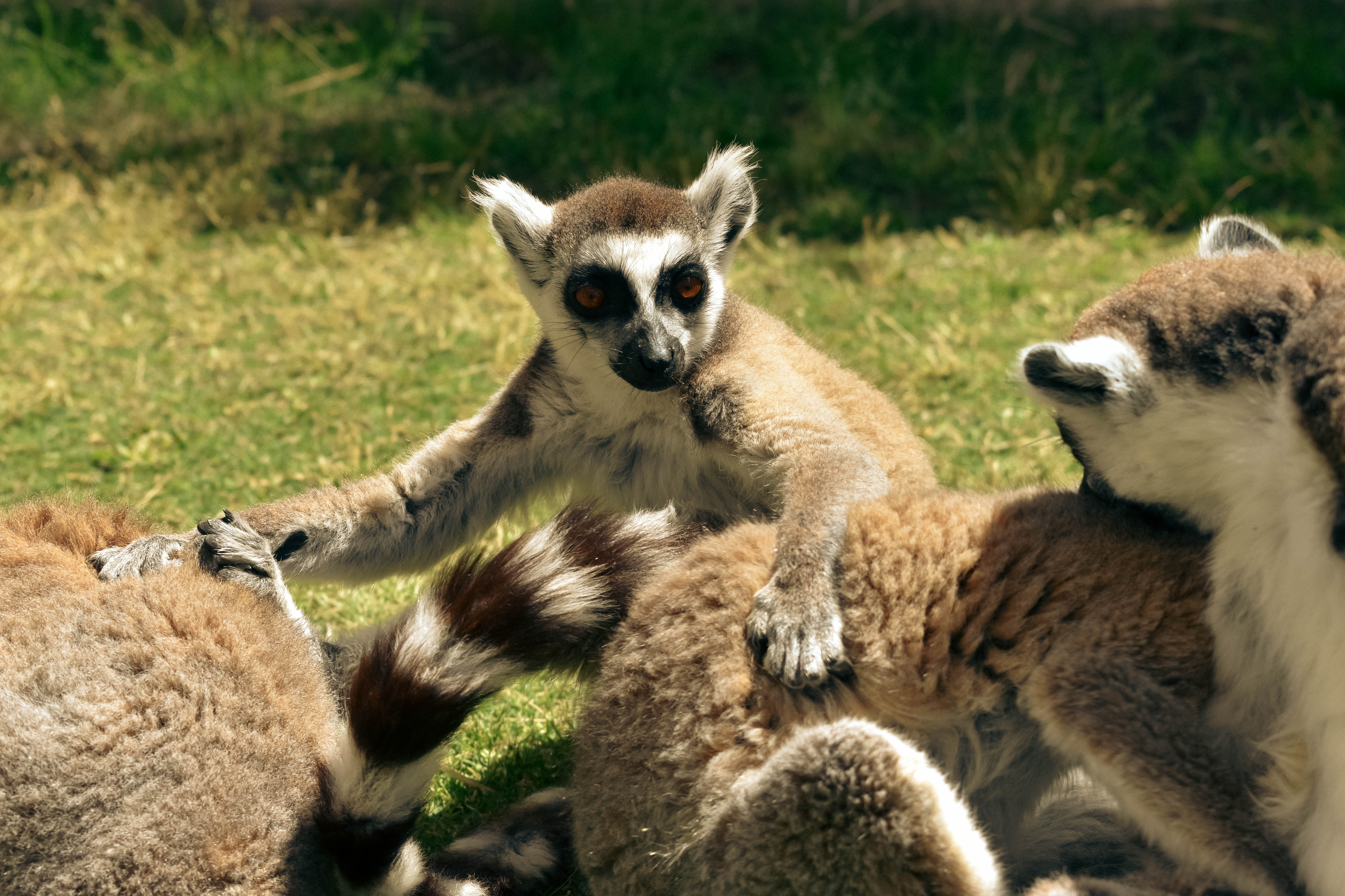 lemurs farma of rhodes