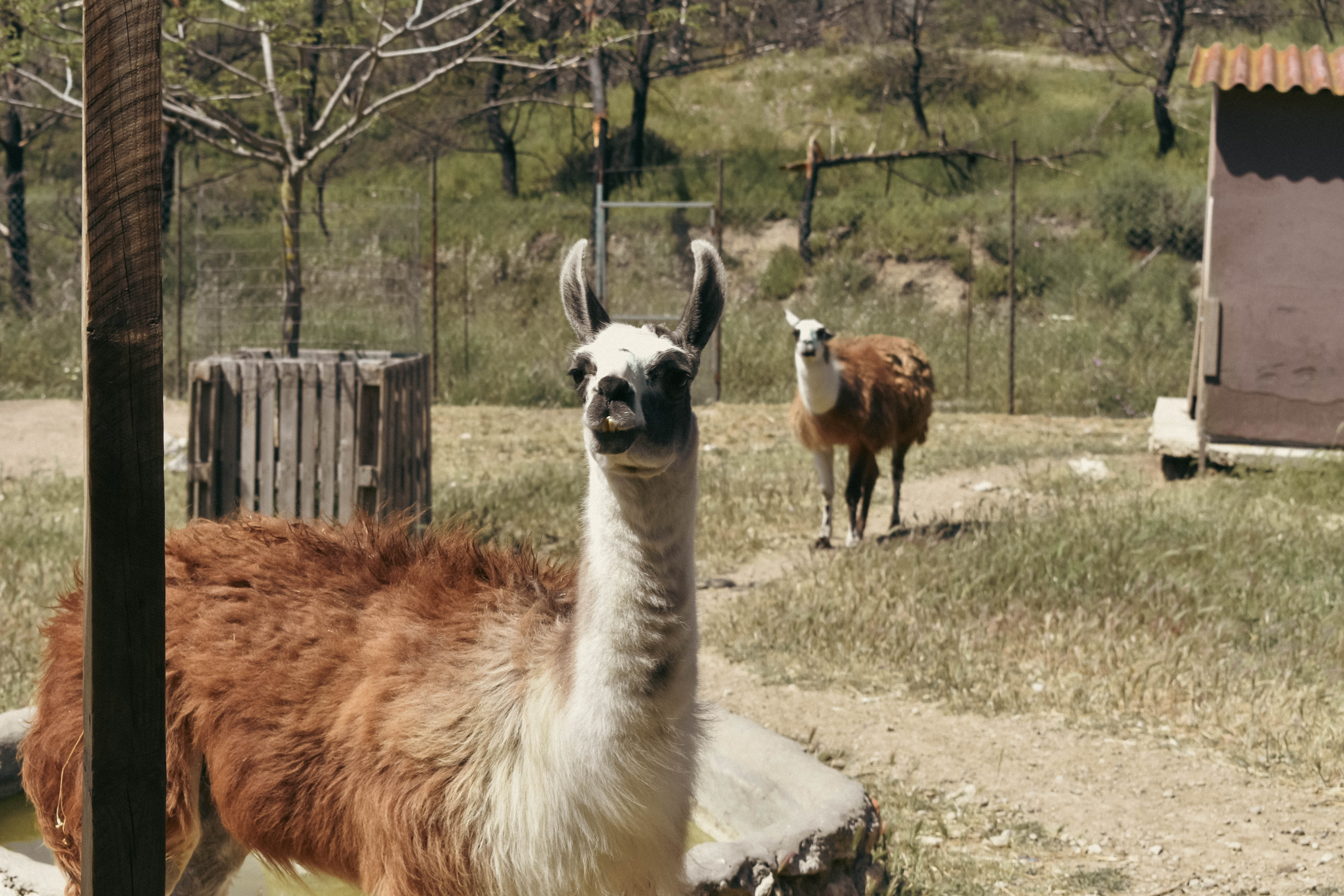 llamas in Farma of Rhodes