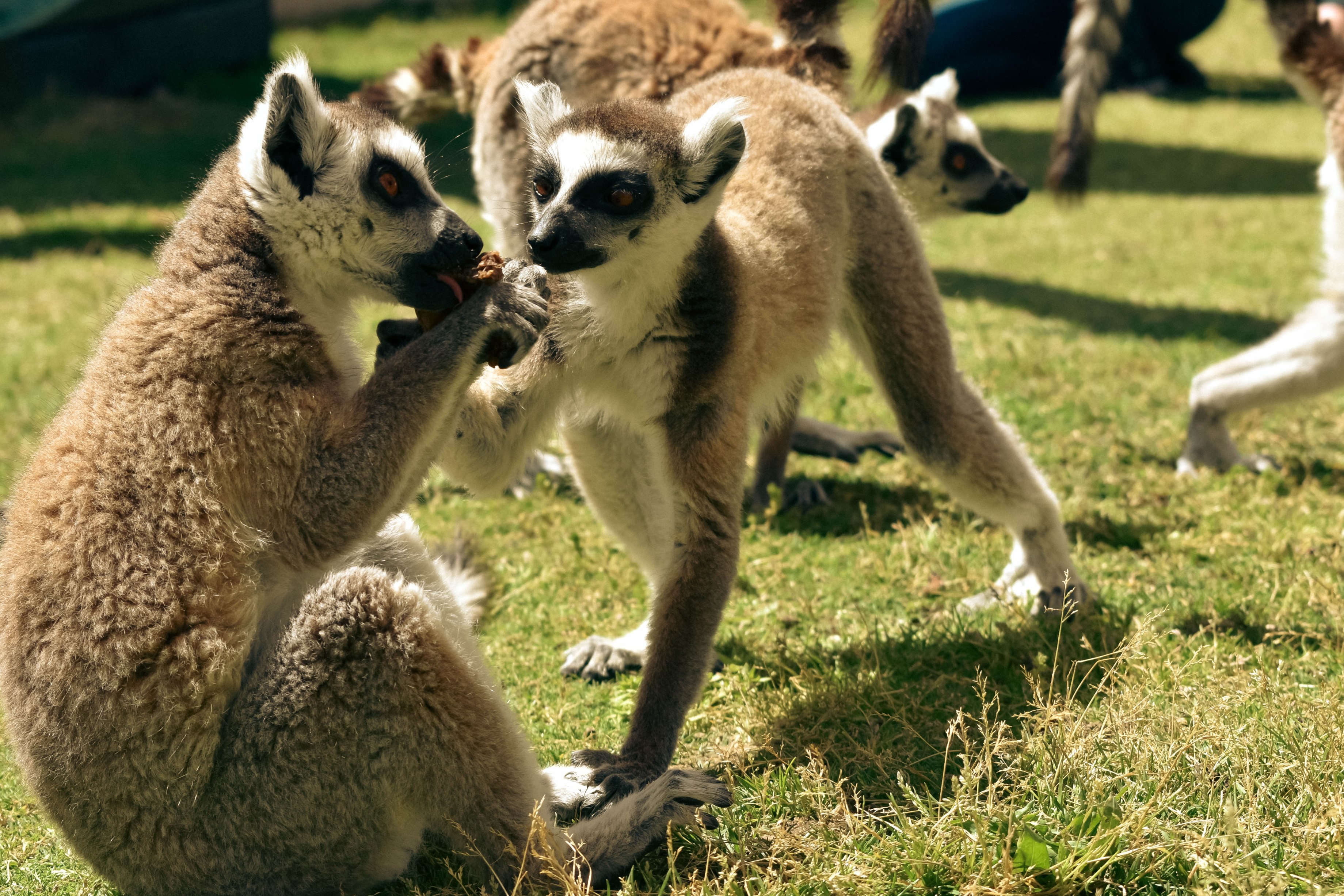 facts about lemurs