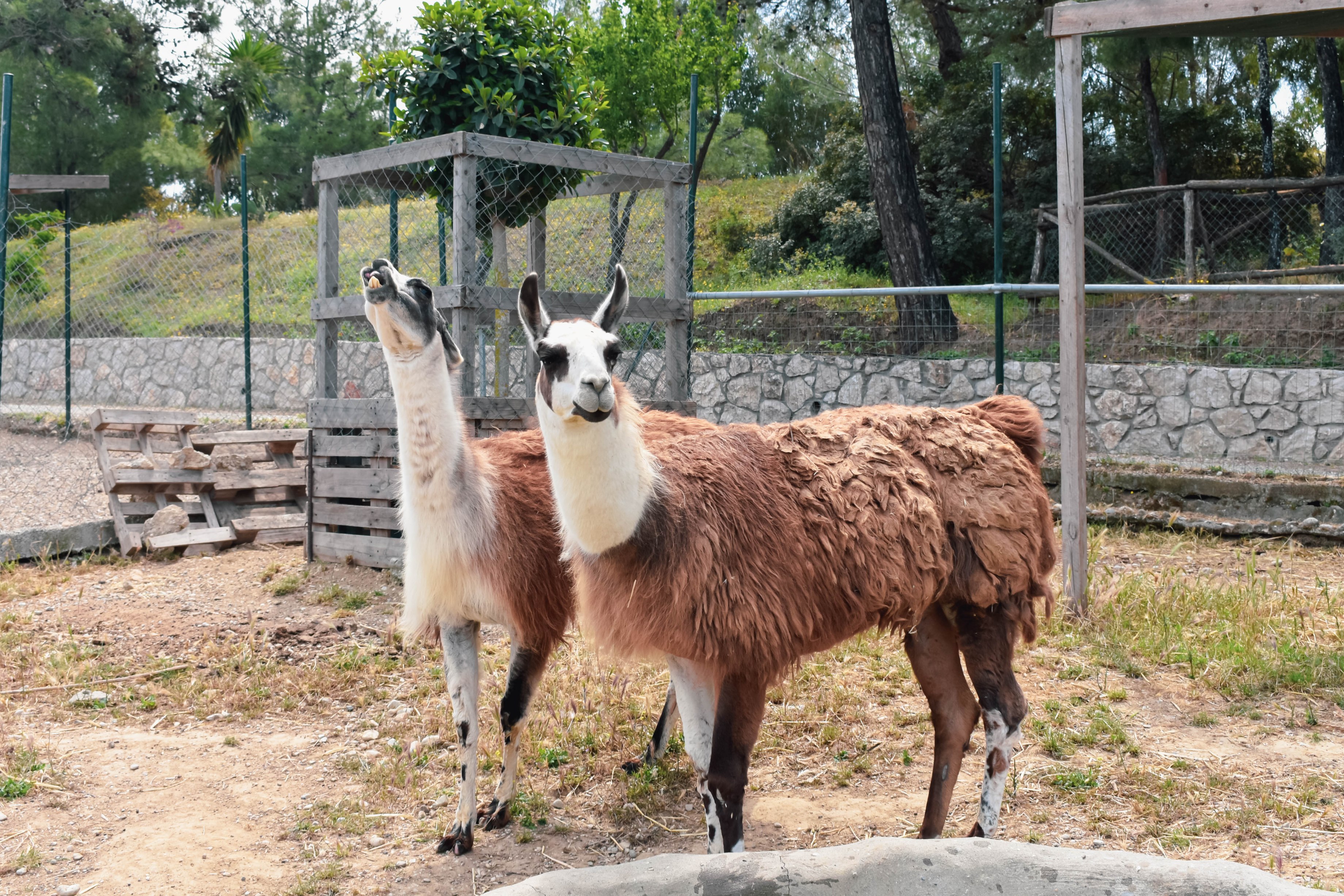 5 reasons to love llamas