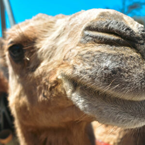 Camel - Farma of Rhodes