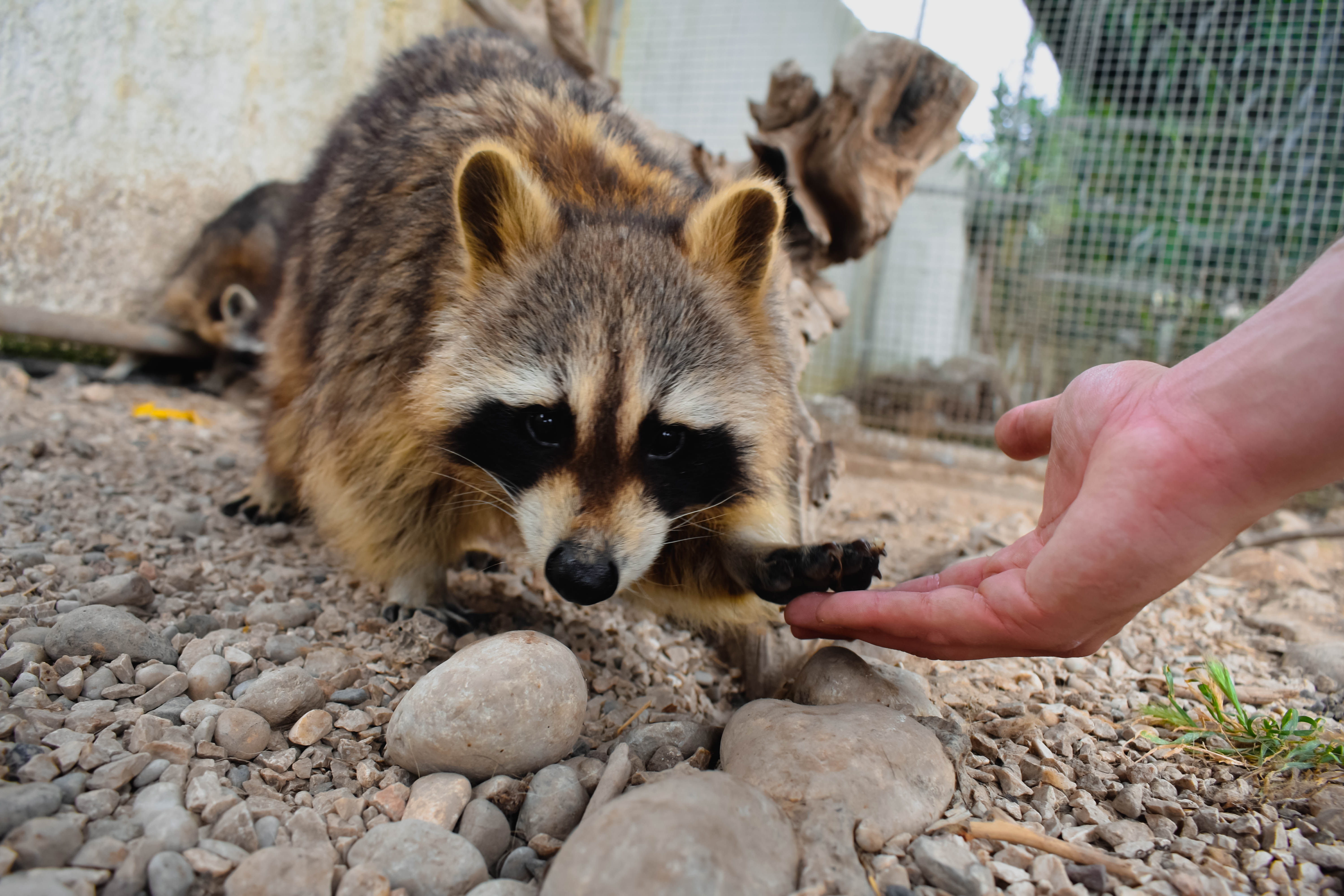 raccoons-farma-of-rhodes