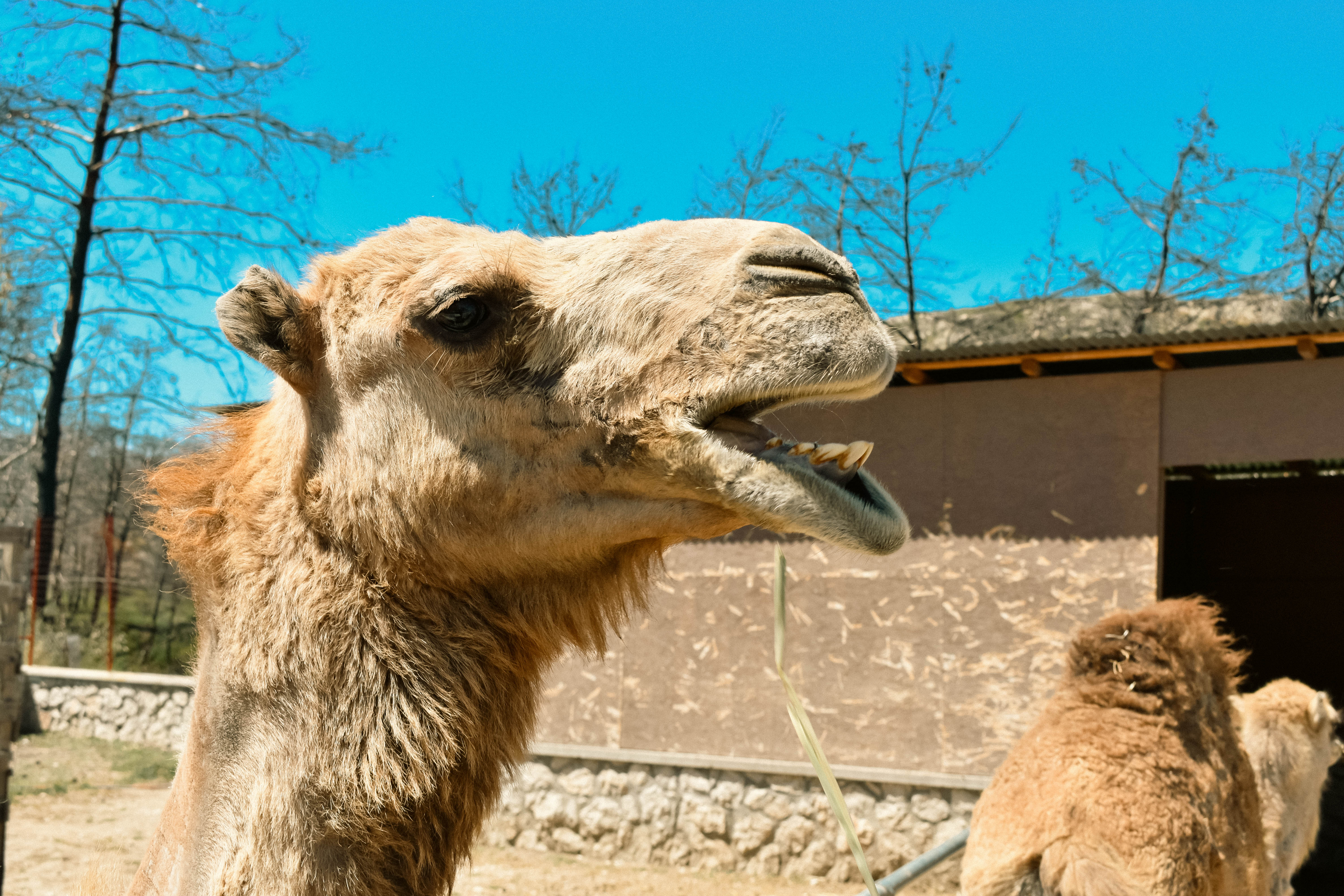 camels - farmaofrhodes