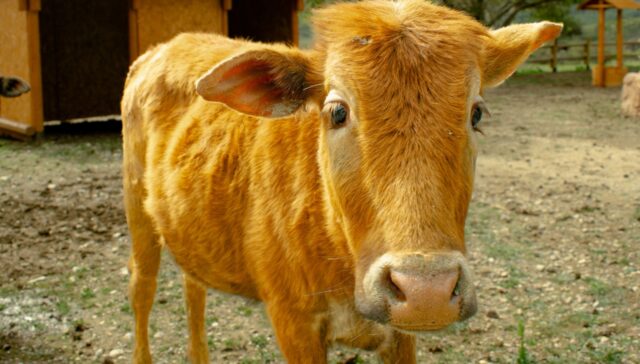 miniature zebu