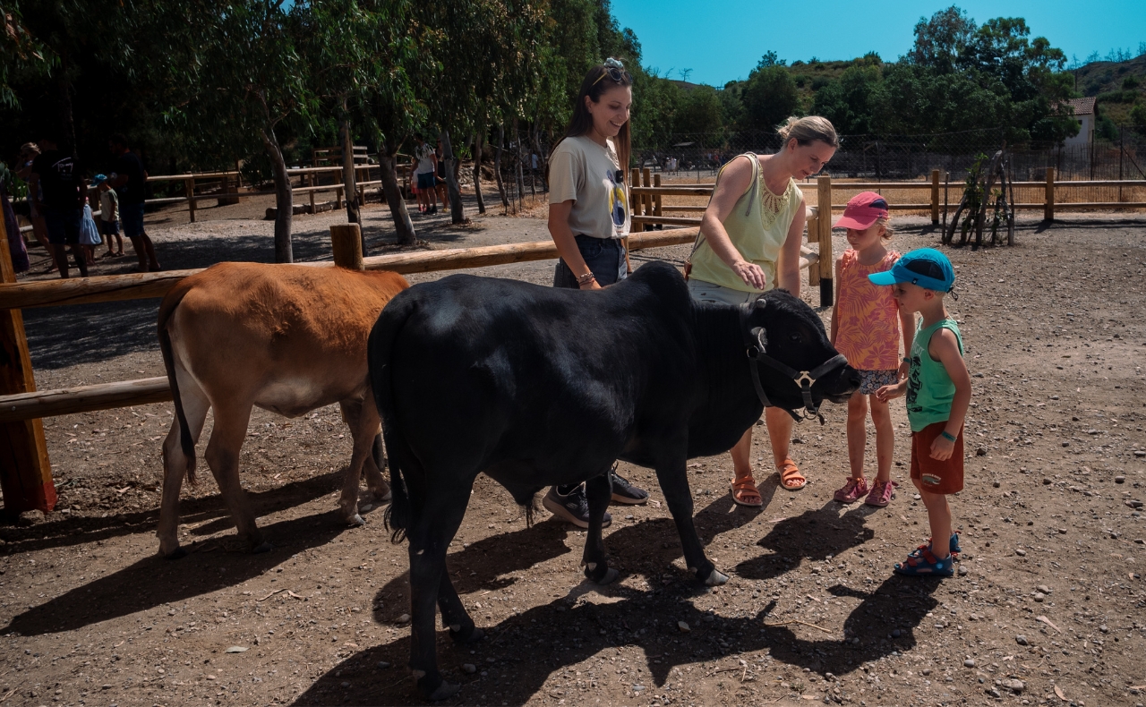 miniature zebu farma of rhodes