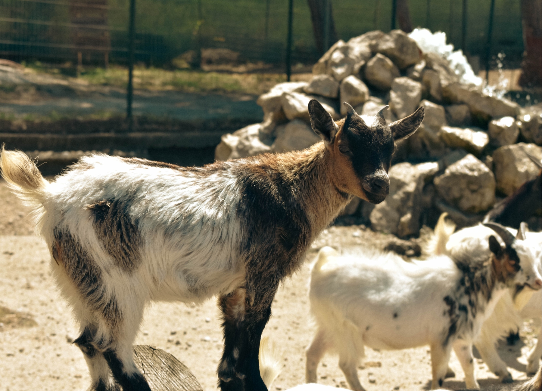 Nigerian Dwarf Goats