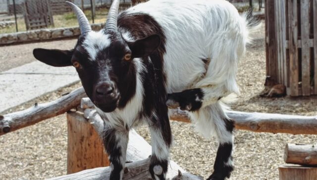 dwarf goats