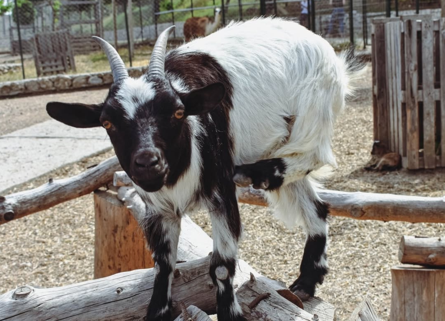 dwarf goats