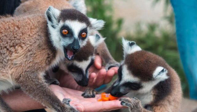 Interacting with animals at Farma of Rhodes