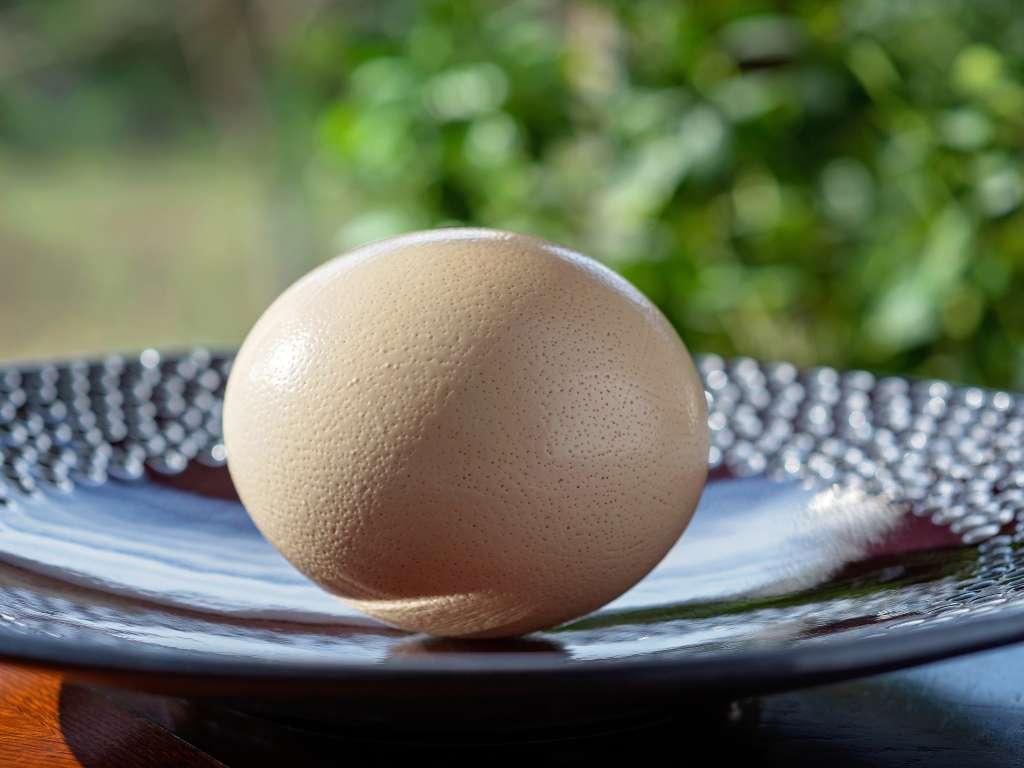 ostrich-egg