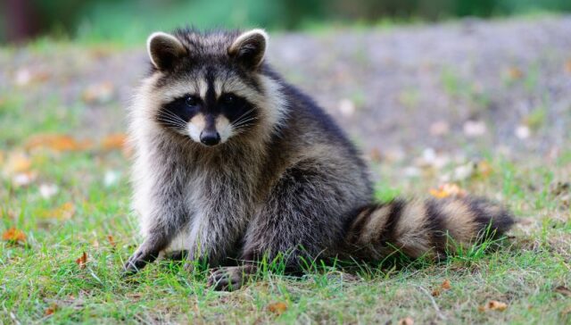 Interesting raccoon facts at Farma of Rhodes