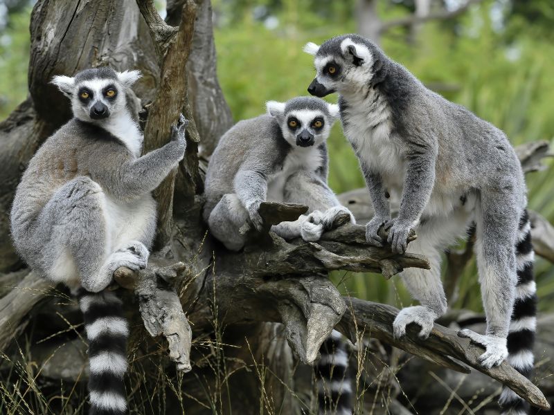 Lemurs communicating through body language
