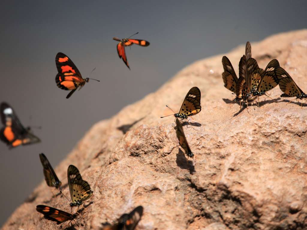 valley-of-butterflies-rhodes